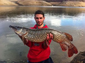 Northern Pike