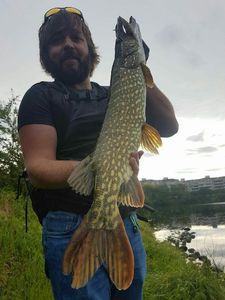Northern Pike