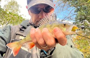 European Perch