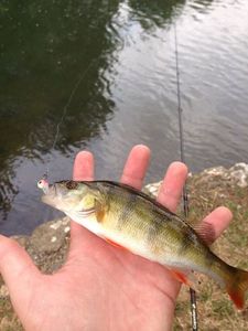 European Perch