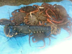 European Lobster