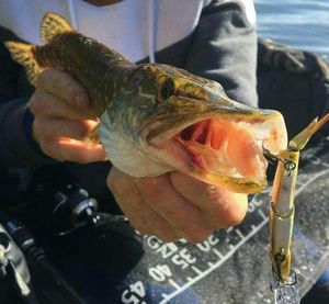 Northern Pike