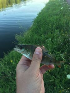 European Perch