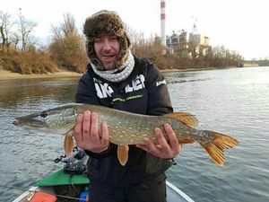 Northern Pike
