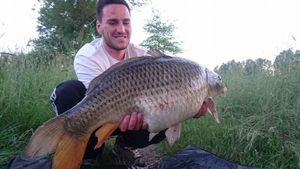 Common Carp