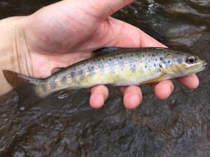 Brown Trout