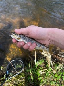 Brown Trout