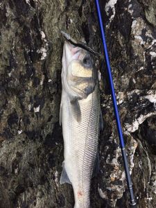 European Bass (Seabass)