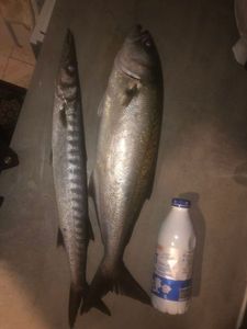 Bluefish