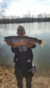 Rainbow Trout