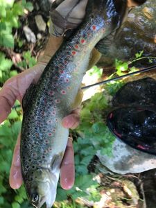 Brown Trout