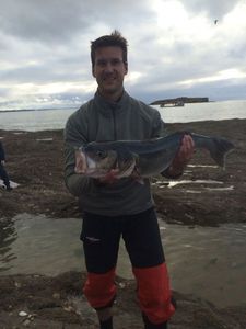 European Bass (Seabass)