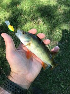 European Perch