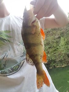 European Perch