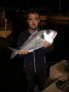 Black Seabream