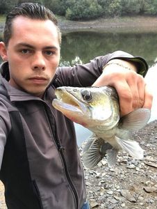 Zander