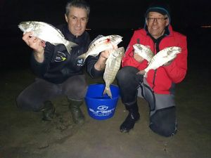 Sand Steenbras