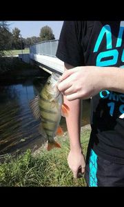 European Perch
