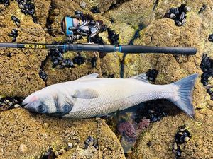 European Bass (Seabass)