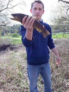 Brown Trout