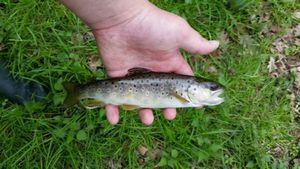 Brown Trout