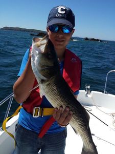 European Bass (Seabass)