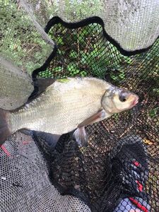 Common Bream