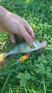 European Perch