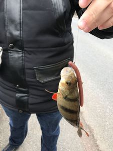 European Perch