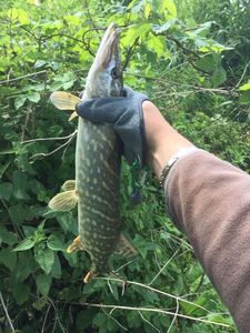Northern Pike
