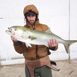 Bluefish