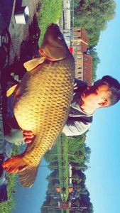 Common Carp