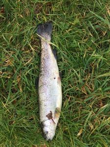 Rainbow Trout