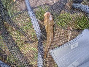 Round Goby