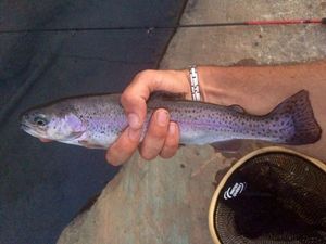 Rainbow Trout