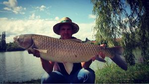 Silver Carp
