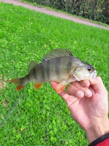 European Perch