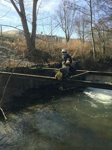 Brown Trout