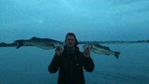 European Bass (Seabass)