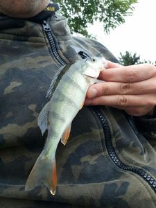 European Perch