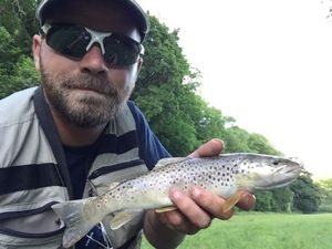 Brown Trout