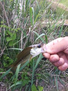 Largemouth Bass
