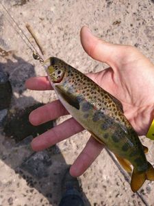 Brown Trout
