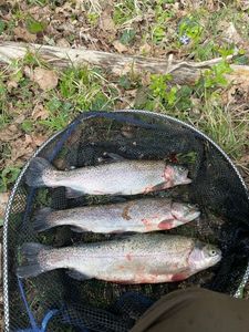 Rainbow Trout