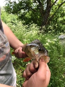 European Perch