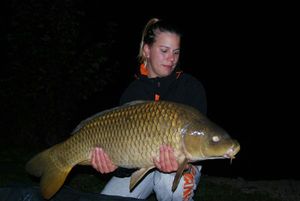 Common Carp