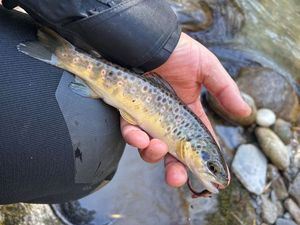 Brown Trout