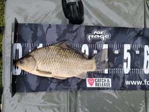 Crucian Carp