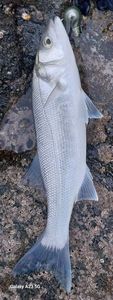 European Bass (Seabass)