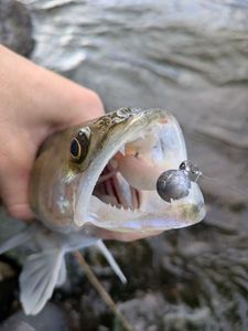 Zander